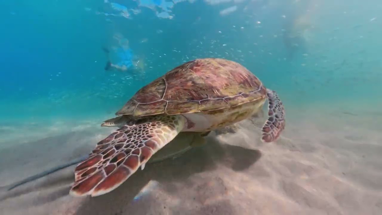 Playa Piskado   Curaçao   Tortuga
