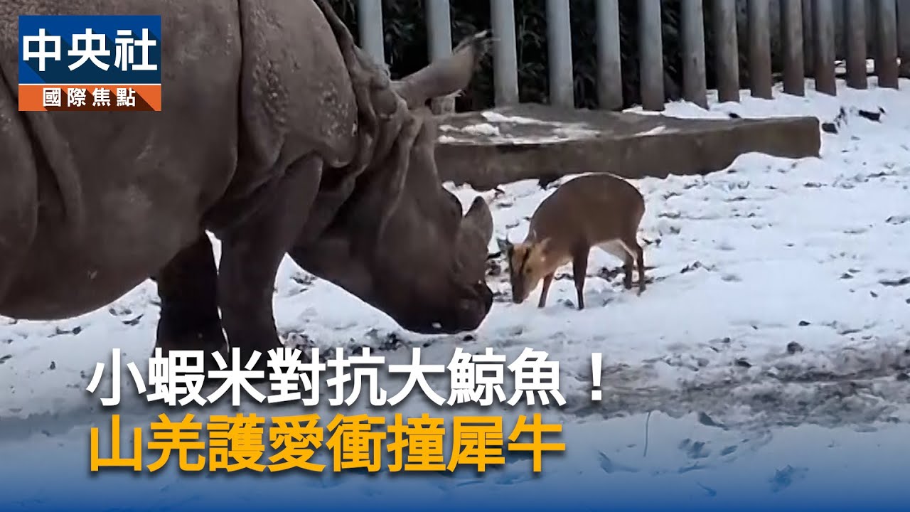 小蝦米對抗大鯨魚！ 山羌護愛衝撞犀牛｜中央社影音新聞