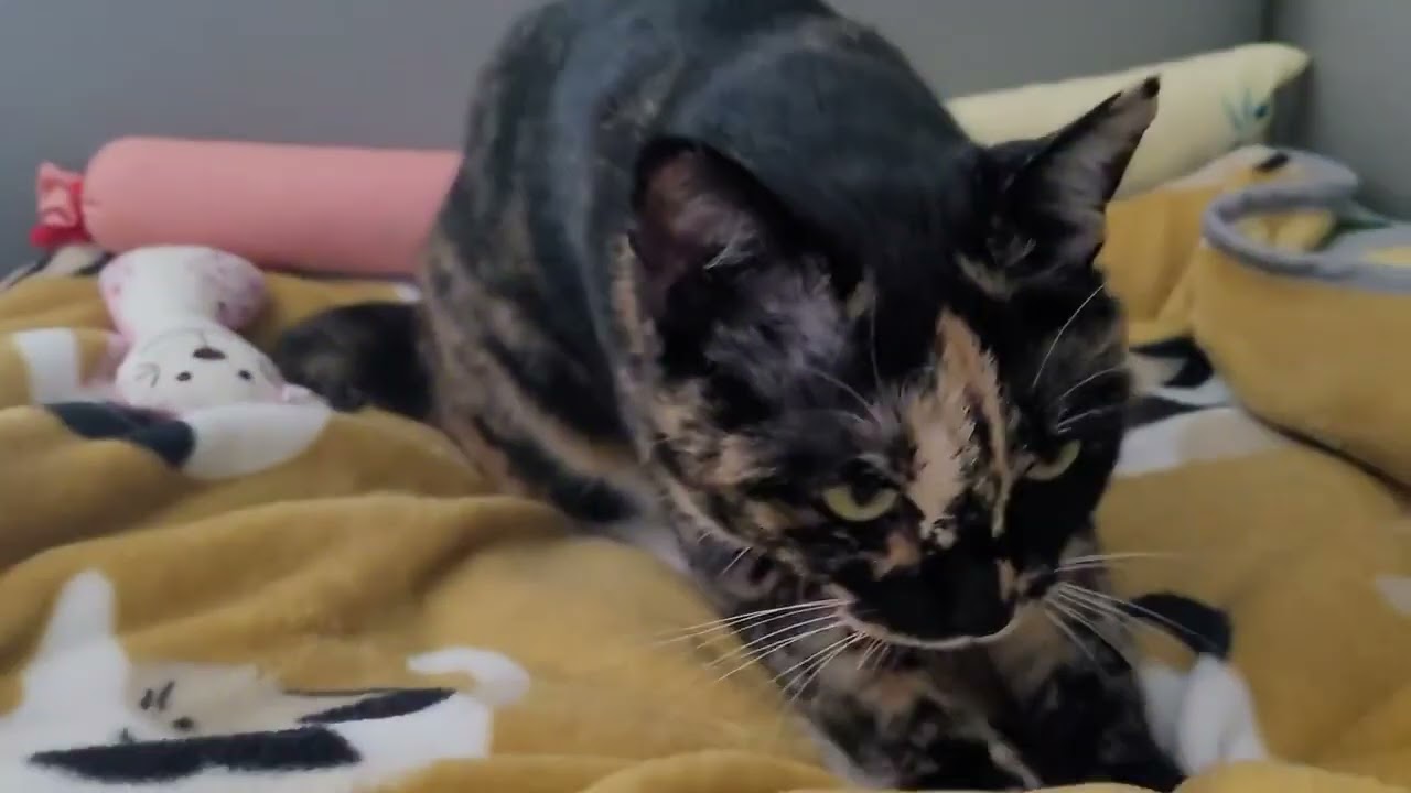 빨래도 잘하고 골골송 잘부르는 고양이 빛나 