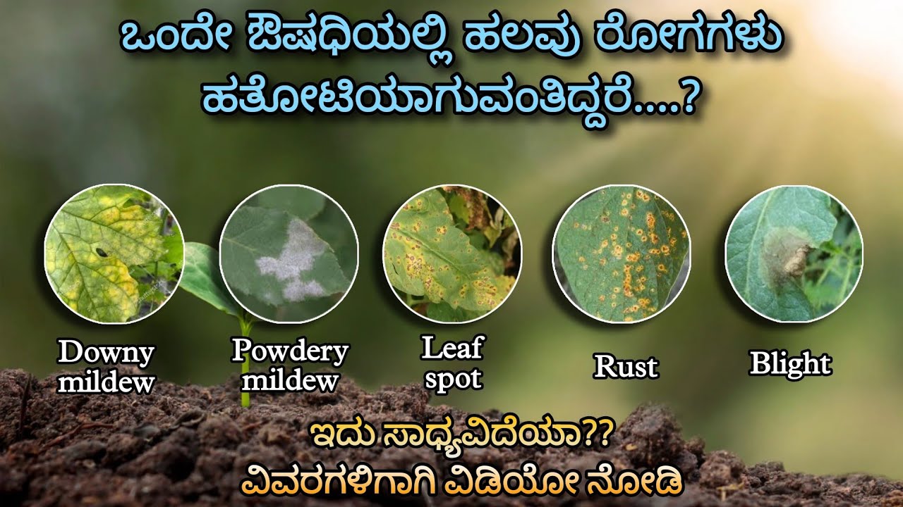 New Fungicide for Multiple diseases | UPL Tridium | downy, powdery mildew, leaf spot, rust & Blight
