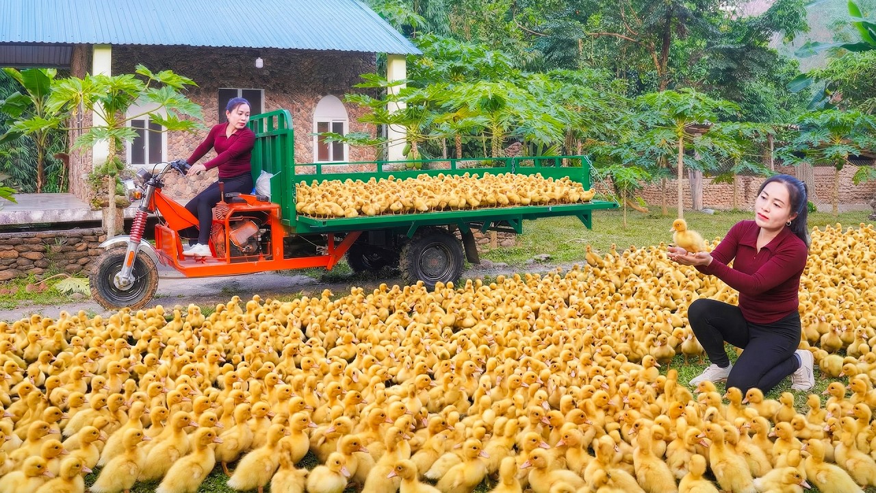 Buy 300+ Duckling from Duck Farm to Raise - Use Truck to Transport Rice | Đào New Farm