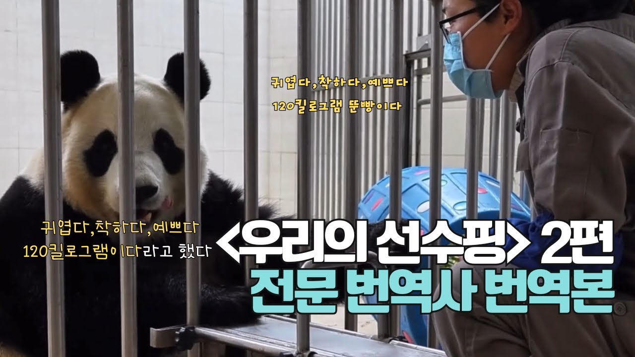 [우리의 선수핑 라이브 후편] 1월 13일 영상 푸바오 번역본