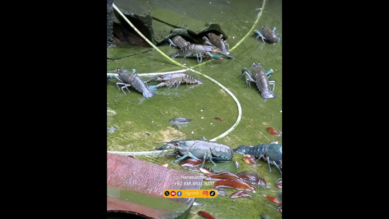 KARMA DLA HOMAR&Oacute;W JEST ŁATWIEJSZA, MOŻNA ZJEŚĆ WSZYSTKO