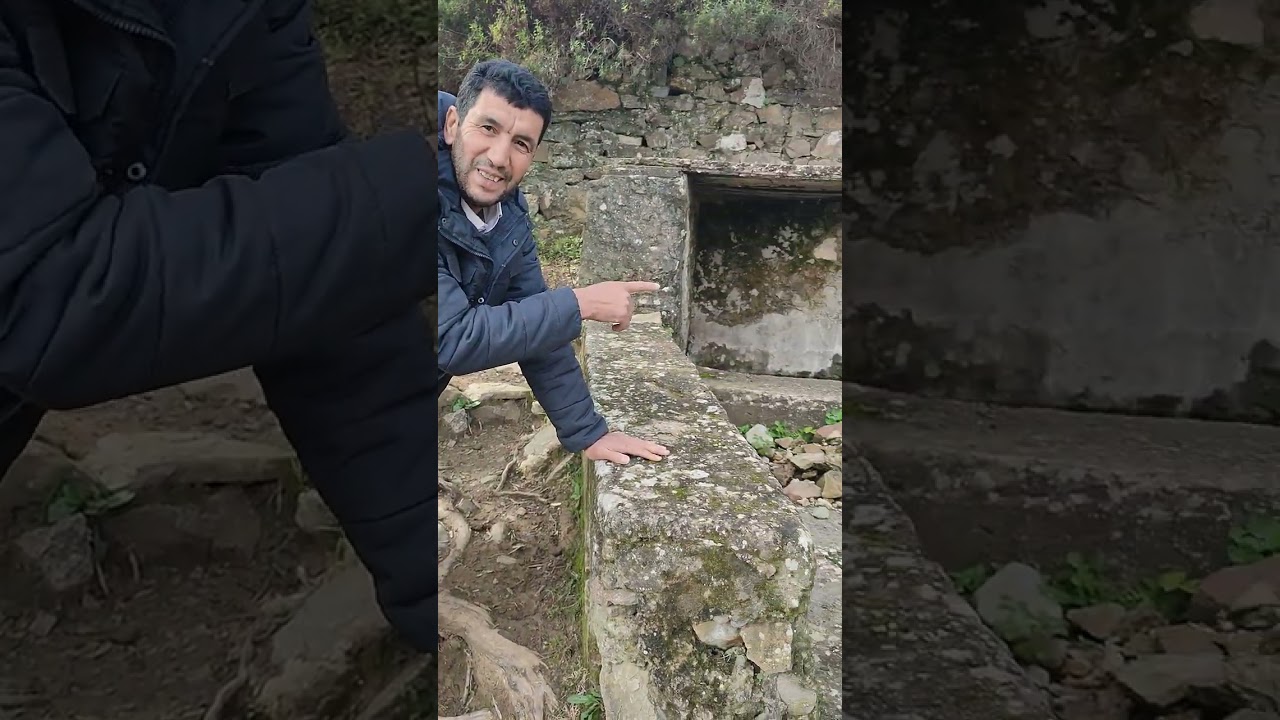 Les oliviers ancestraux