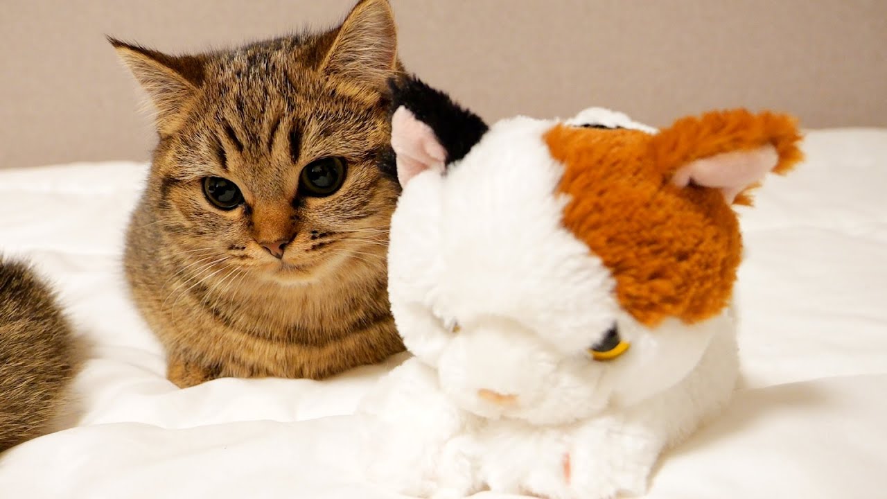 Cute reaction of cats when they see a kitten they don't know sleeping on their bed