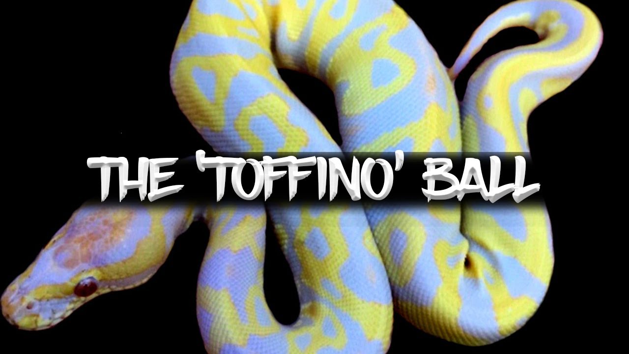 The 'Toffino' Ball Python