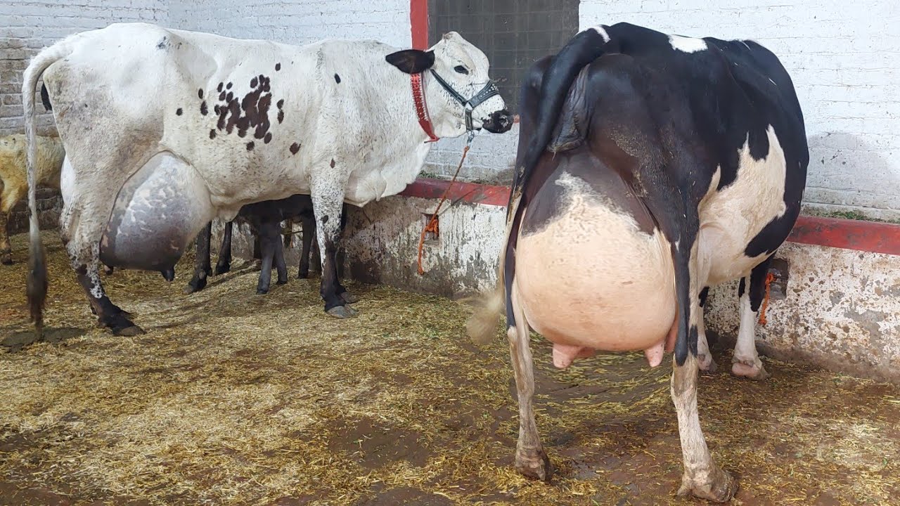 مدثر اقبال گجرساب لکھو 5 گائیں برائے فروخت 8 جنوری 2026 karnana channel