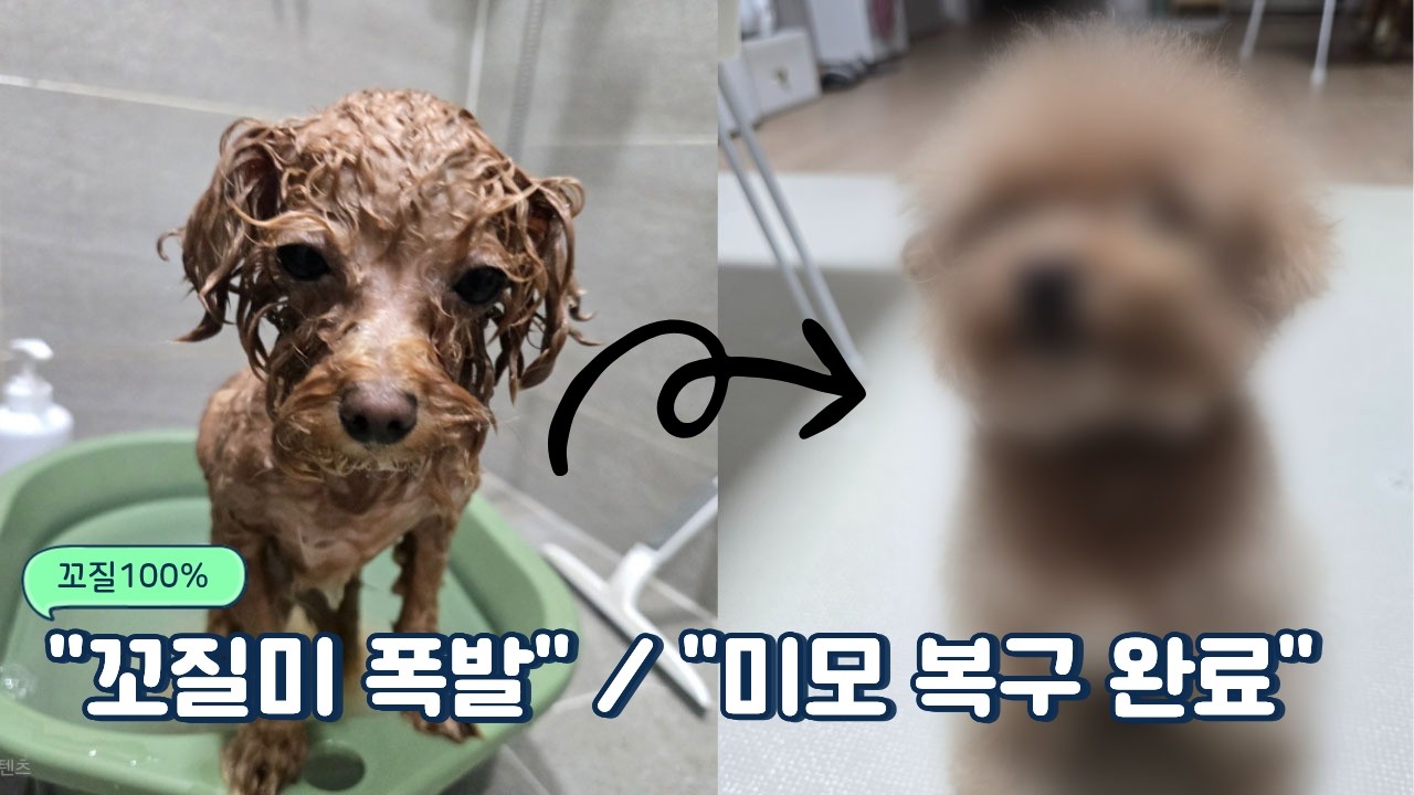 이게 같은 강아지라고? 꼬질이 뚜이의 미모 되찾기 대작전 ✨