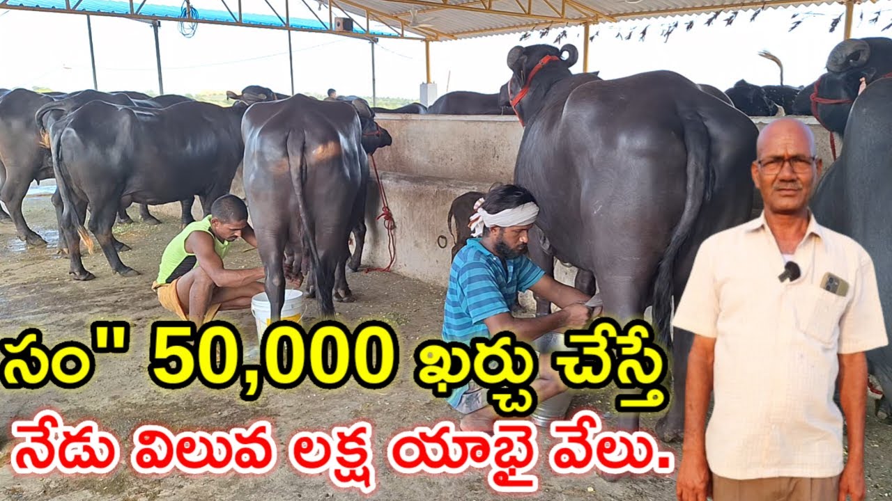 ఆవు ఆరోగ్యం ముఖ్యం Narender Reddy dairy farm 