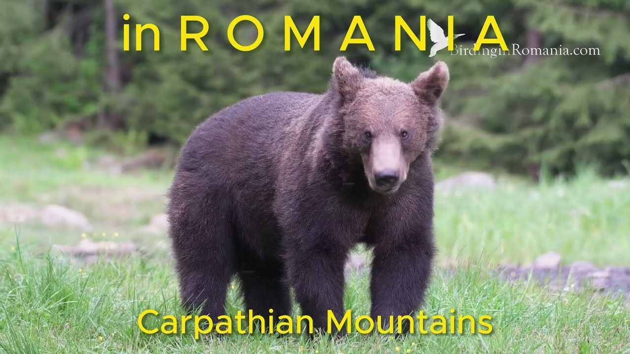 Brown Bears Photo Tours to Romania, from professional hides for wildlife photographers (short vers)