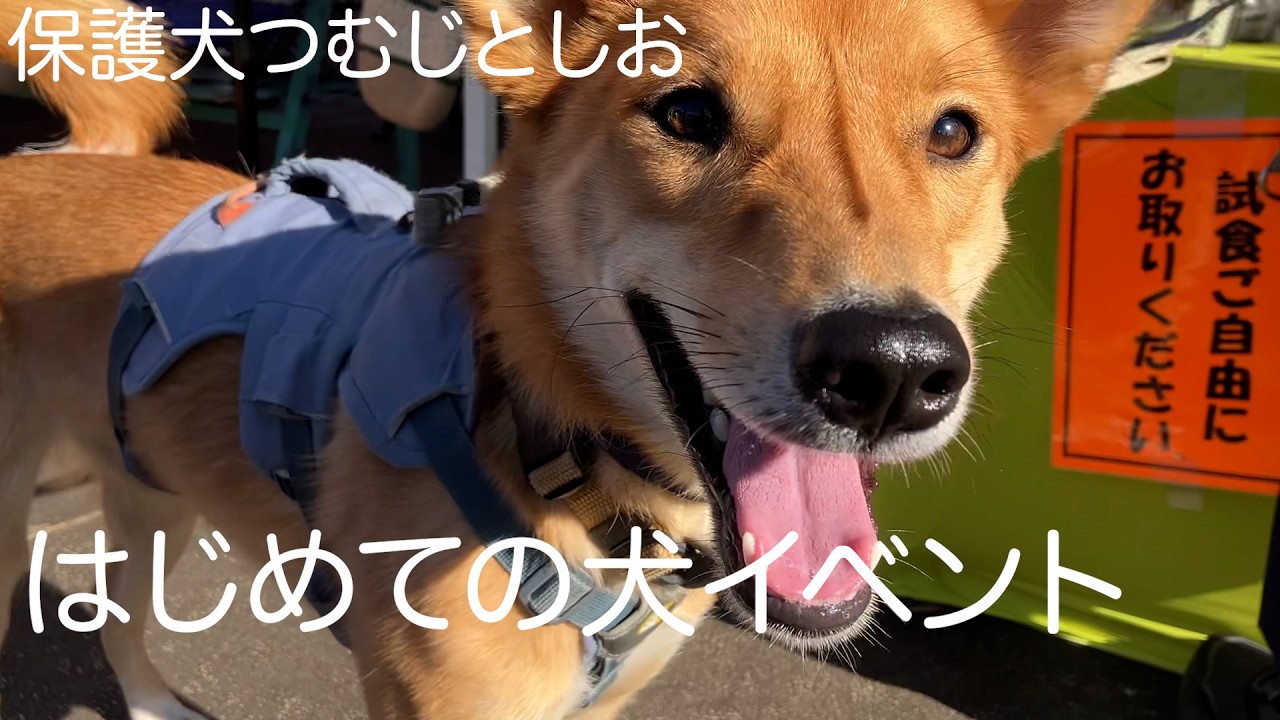 犬だらけのイベントにはじめての保護犬を連れて行ったら反応が予想外でした