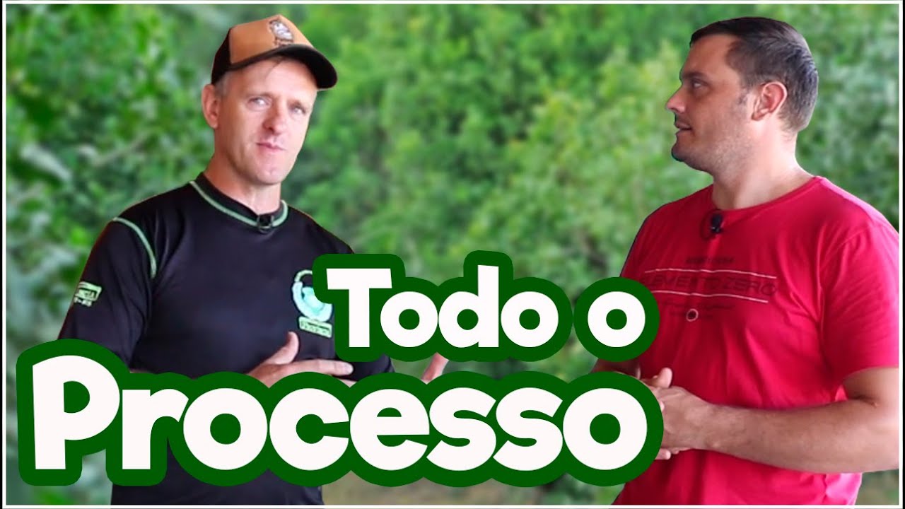 Como é produzida a Erva-mate - Tereré e Chimarrão