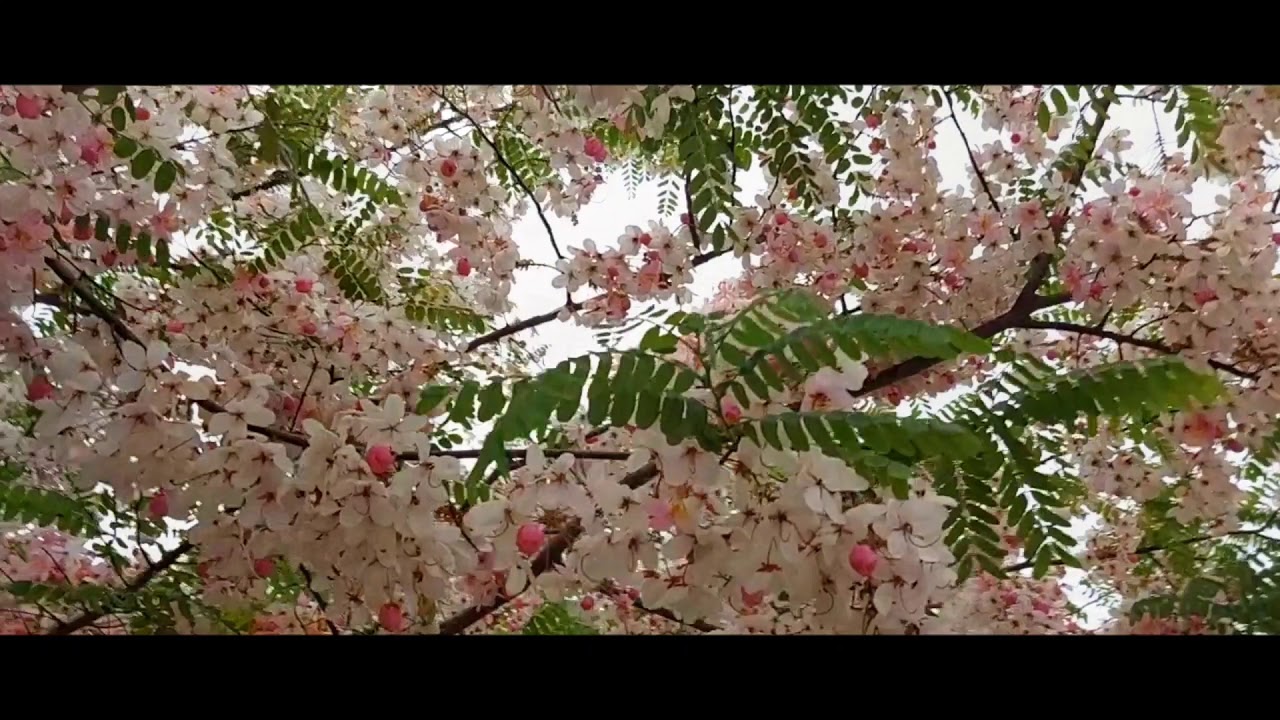 Sumba Unik - Villa Bukit Morinda