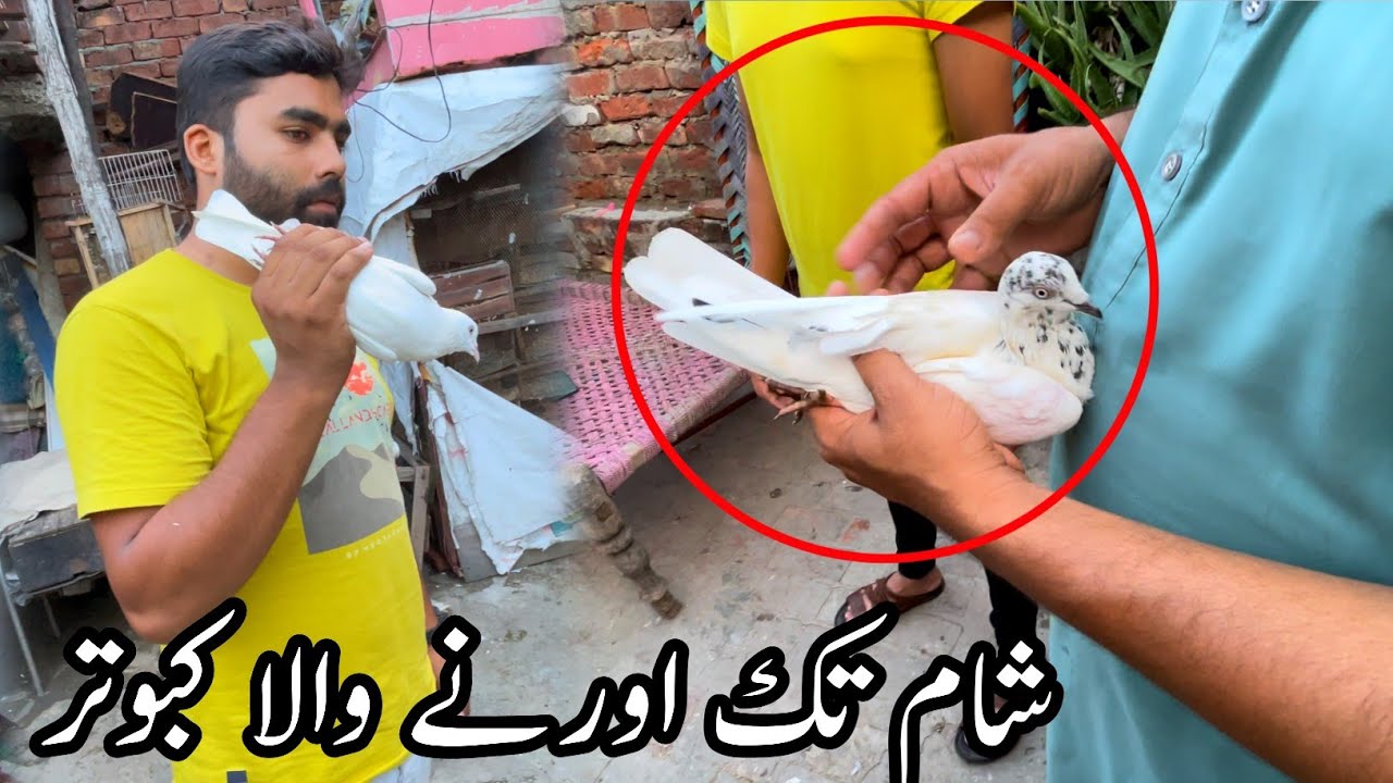 Ya Kabootar 5,000 ka Bhi Nahi do ga 😴
