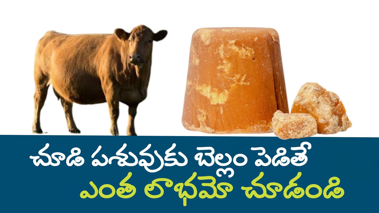 చూడి పశువుకు బెల్లం పెడితే ఎంత లాభమో చూడండి feeding jaggery to pregnant cow and buffaloe