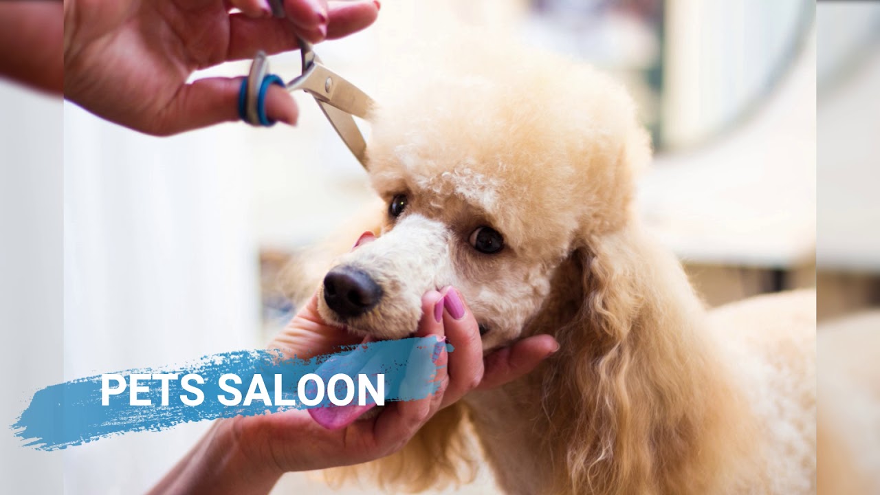 Pro Pet Care Hotel  by ADVANCE Company