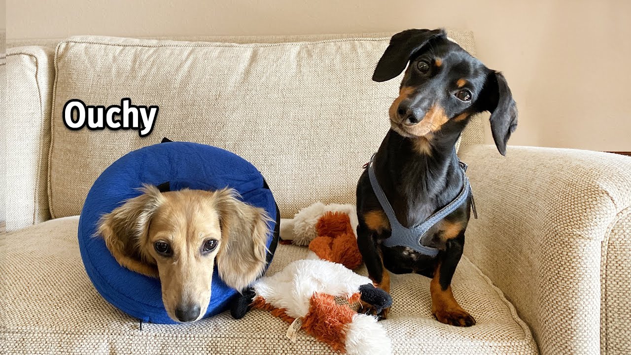 Ep 45: Daphne Has Surgery.. (She's OK!)
