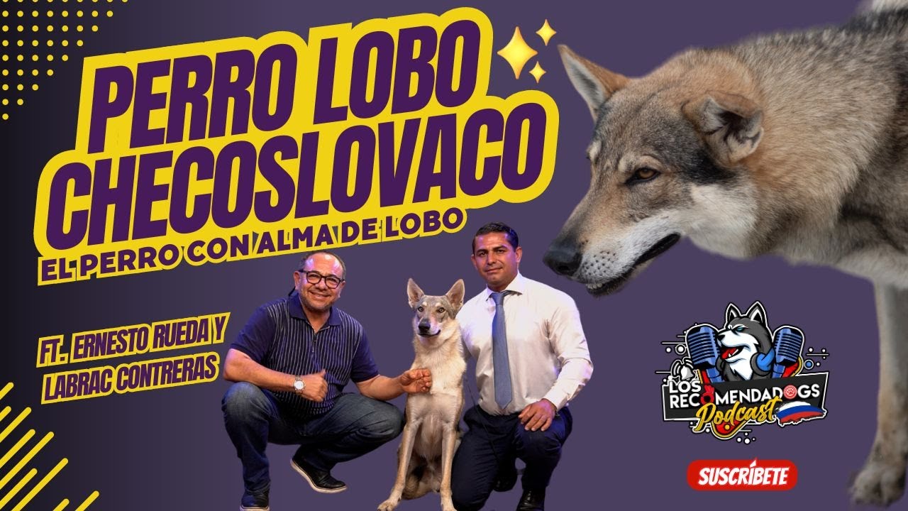 Perro Lobo Checoslovaco, una creaci&oacute;n militar para proteger las fronteras. Los RecomendaDogs Ep.25