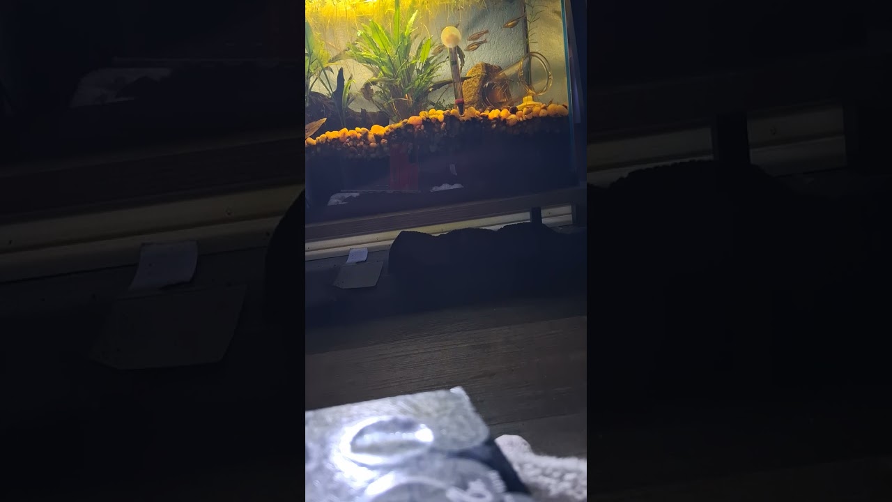 Fish swimming 