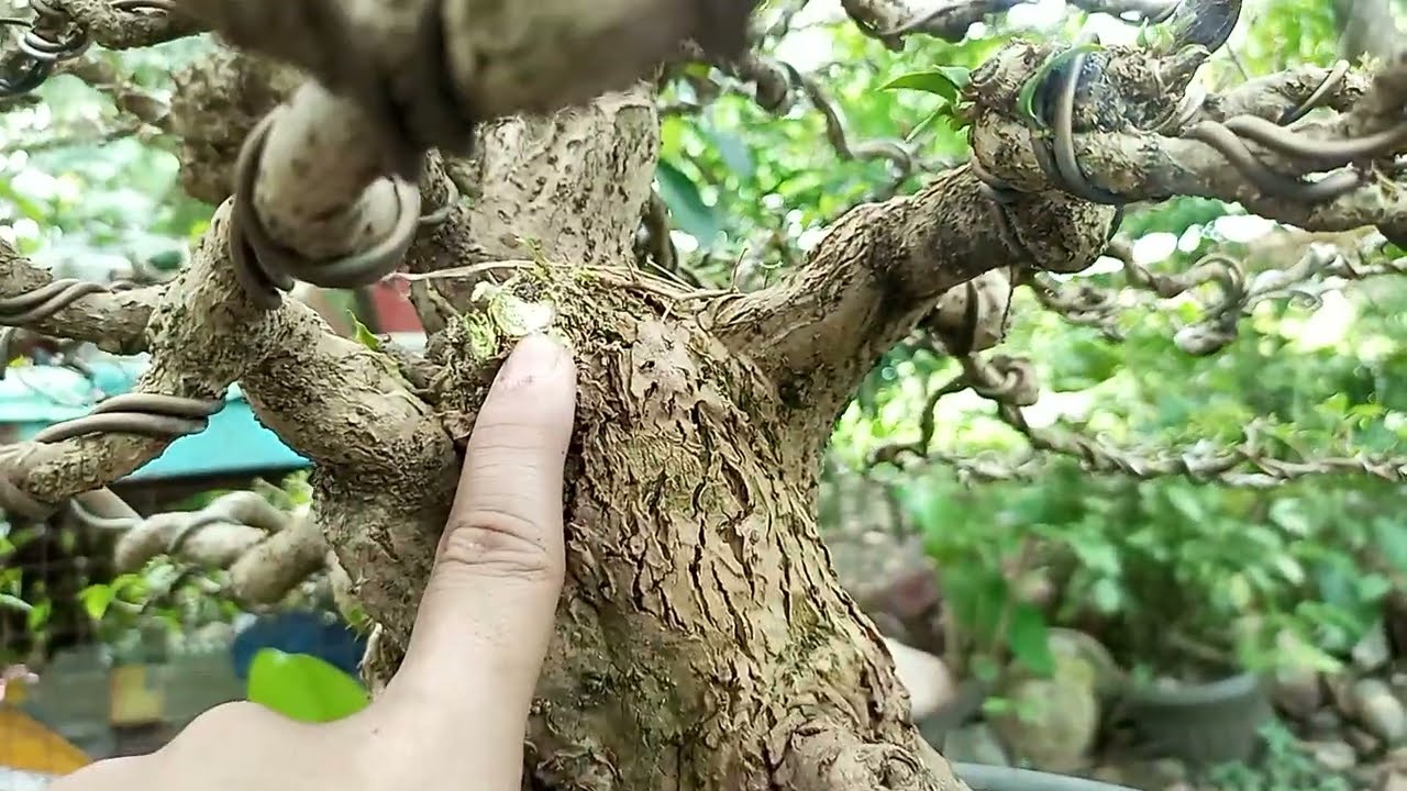 BALIK LOOB ULIT SA BONSAI | BOUGI ULIT SASALANG