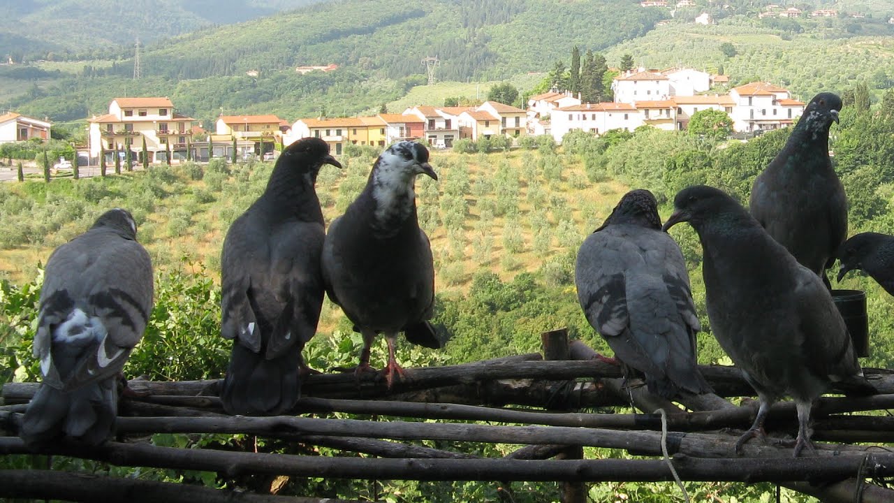 VOLANTINI E COLOMBACCI