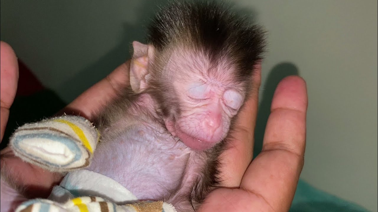 SMALL BABY MONKEY WITH DIRTY GLOVES