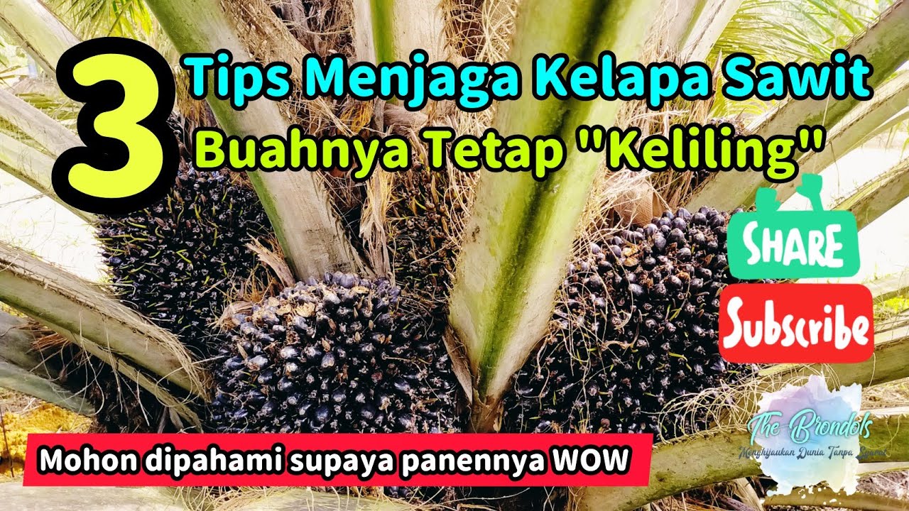3 Tips Menjaga Tanaman Kelapa Sawit Buahnya Tetap 
