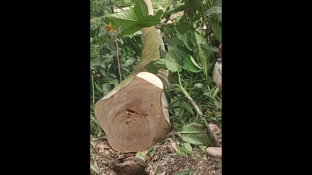 Proses penebangan pohon sengon super tinggi super ekstrim 