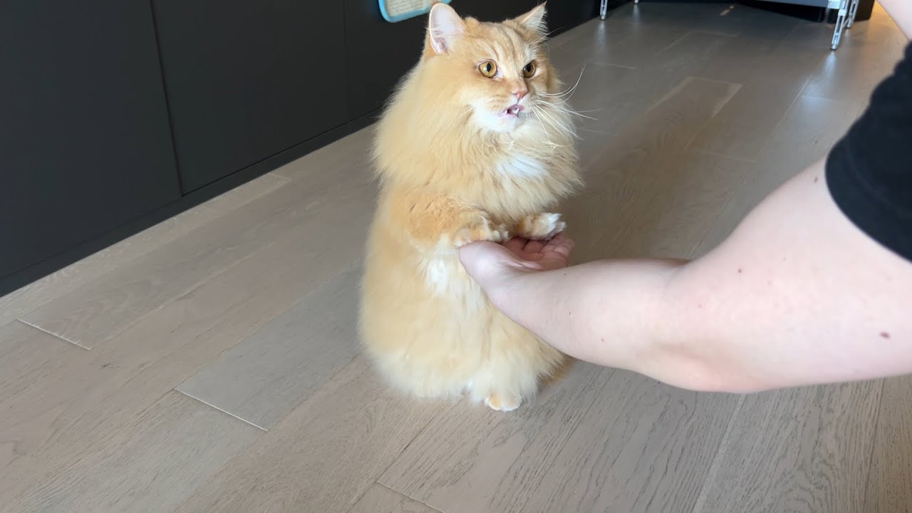 Trick & Treat with My Cat - Day 2