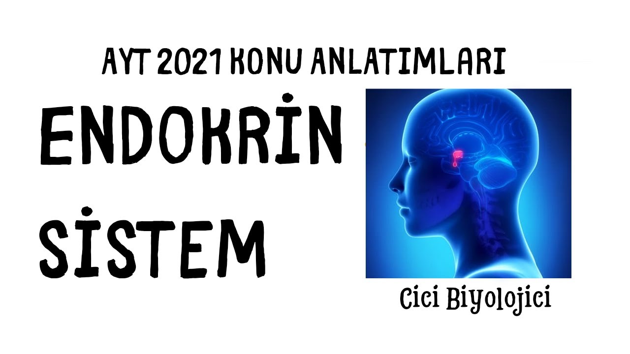 Endokrin Sistem