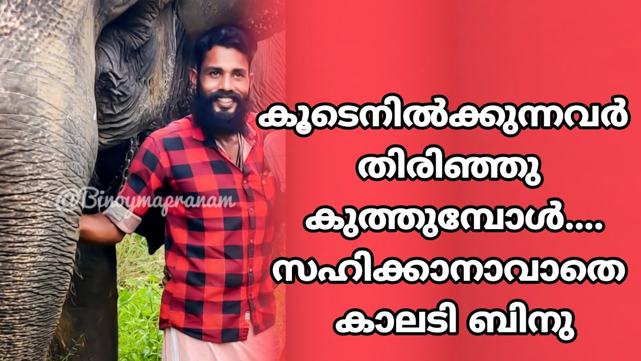 കൂടെ നിൽക്കേണ്ടവർ തിരിഞ്ഞു കുത്തുമ്പോൾ ....കാലടി ബിനു..Episode 2 @gajayugaelephantlover993