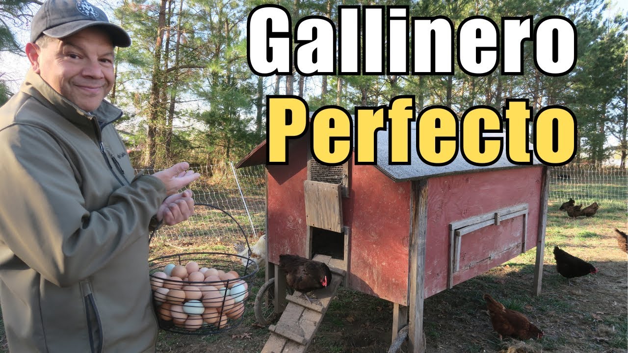 Diseña tu Gallinero Perfecto: Ideas a Considerar