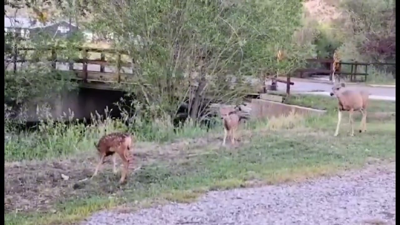 Deer Footage My Aunt Form Washington State Sent Me