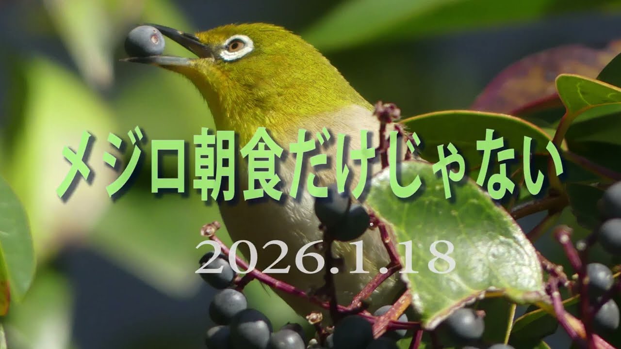 `メジロは朝食だけではない
