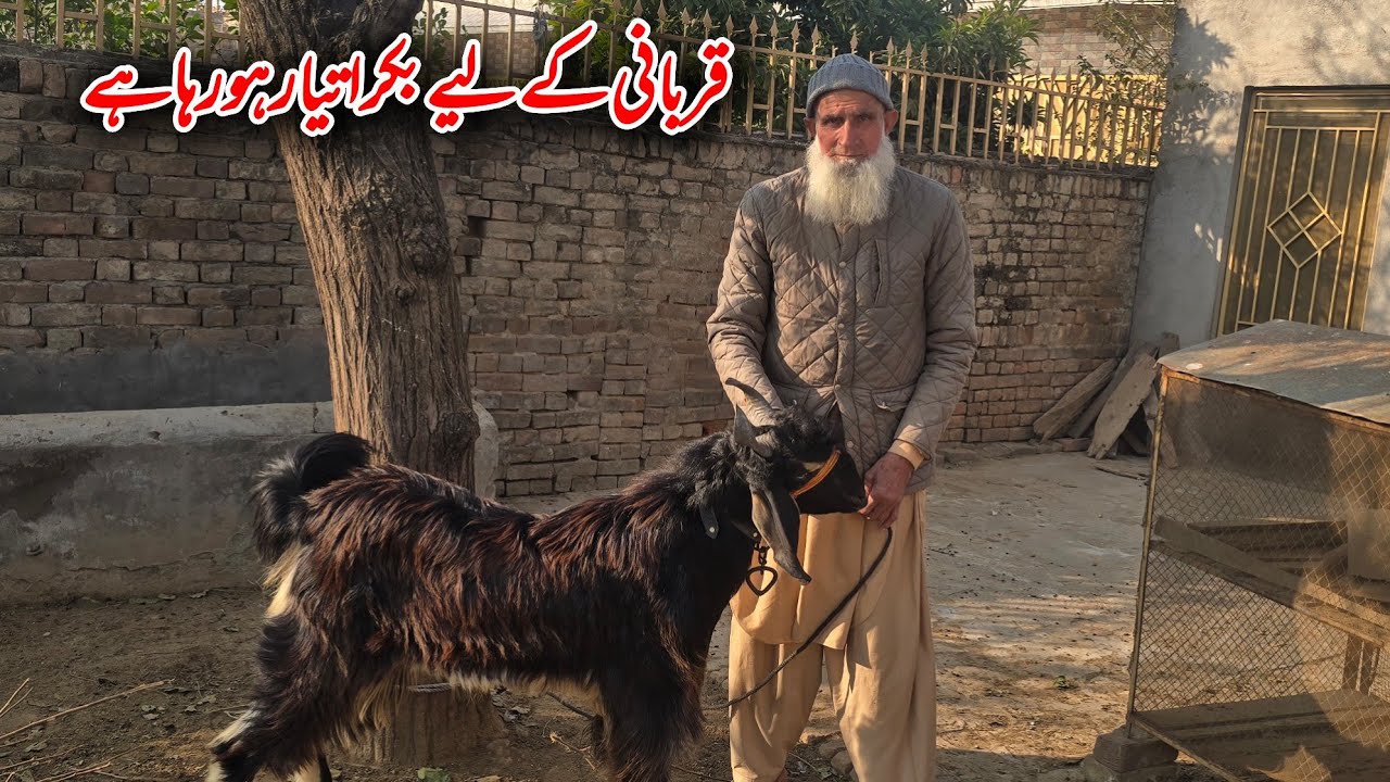 Qarbani k liye bakra tayar ho rha ha 