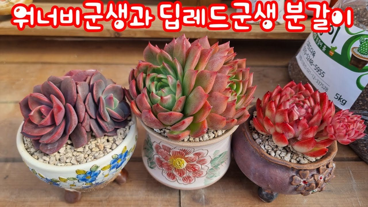 2026년 2월 21일 🌹워너비군생과 딥레드군생 분갈이해요🌹 #스피드다육 010-5248-5955 