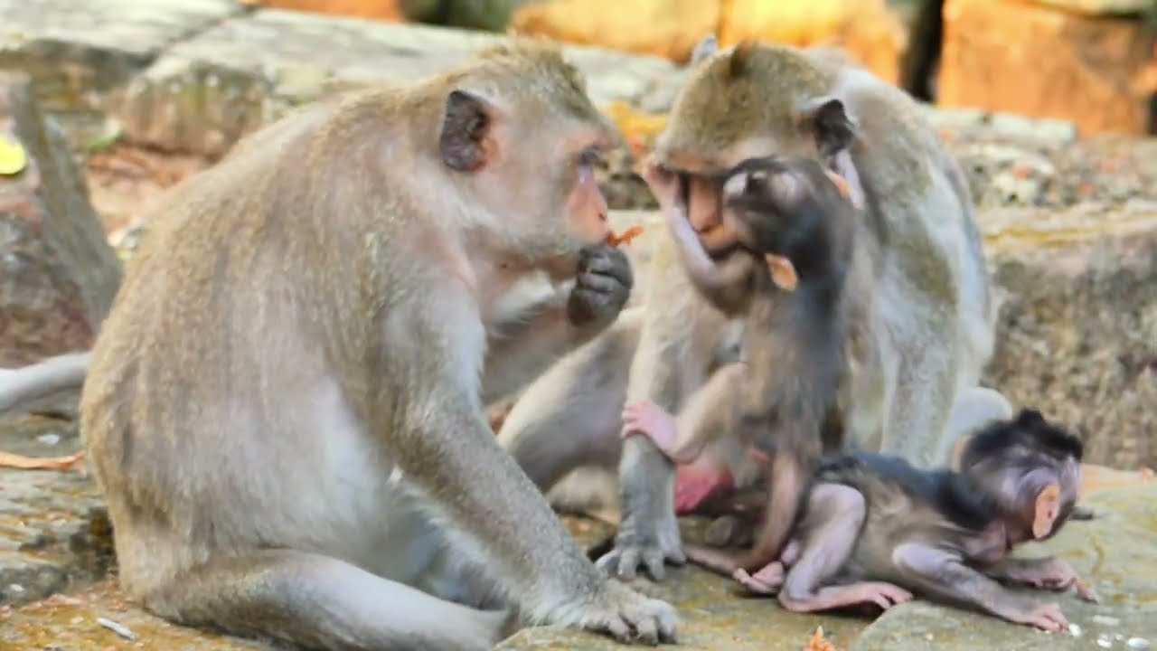 Jazzy monkey and Button monkey family meeting for baby , Jazzy talk to her come again