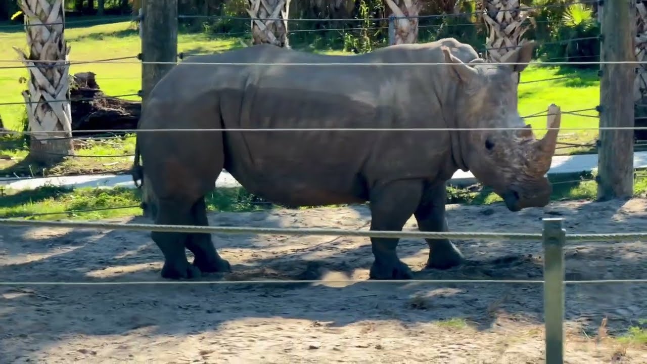ZooTampa at Lowry Park 2026 | Tampa Florida, Manatees, Rhinos, Elephants, and more!