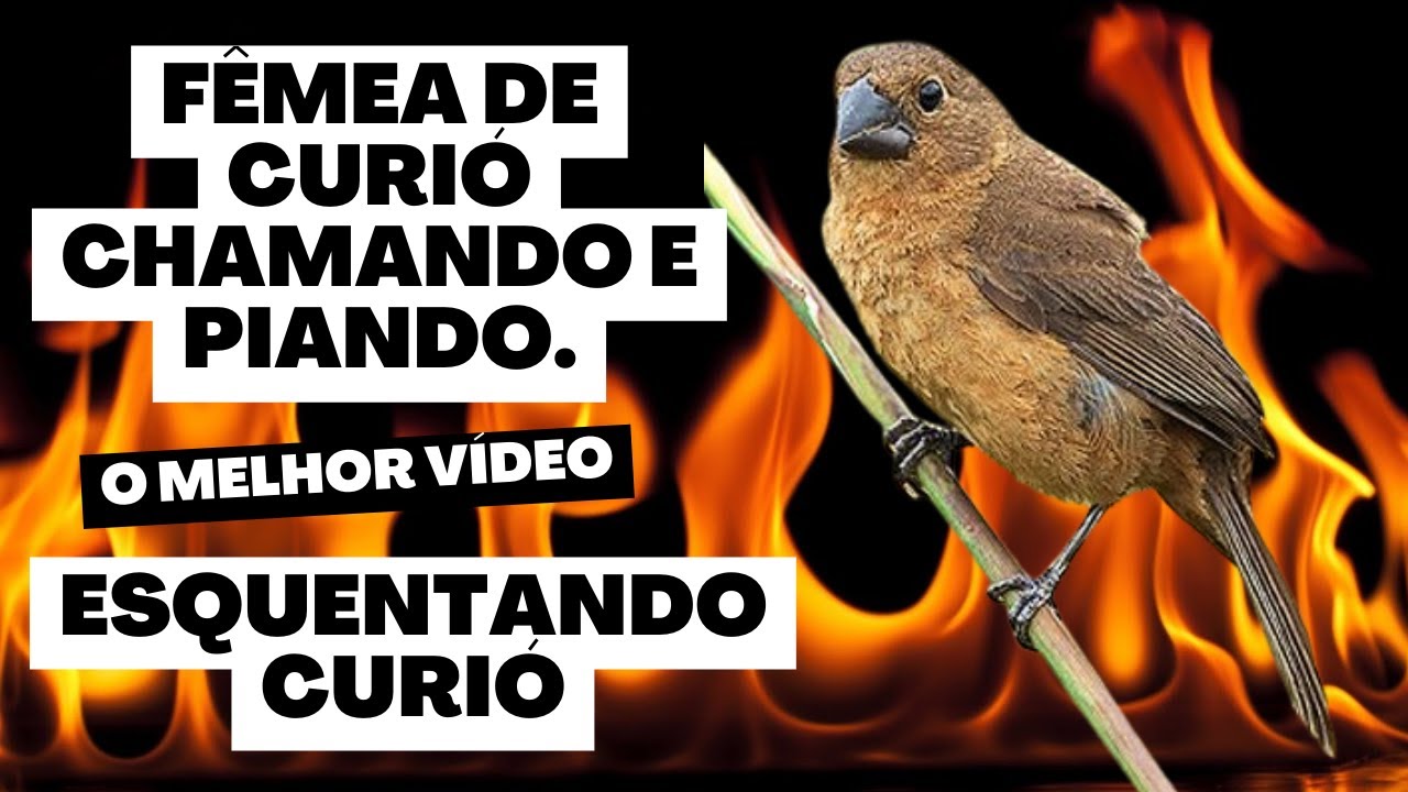 FÊMEA DE CURIÓ CHAMANDO MUITO PRA ESQUENTAR.