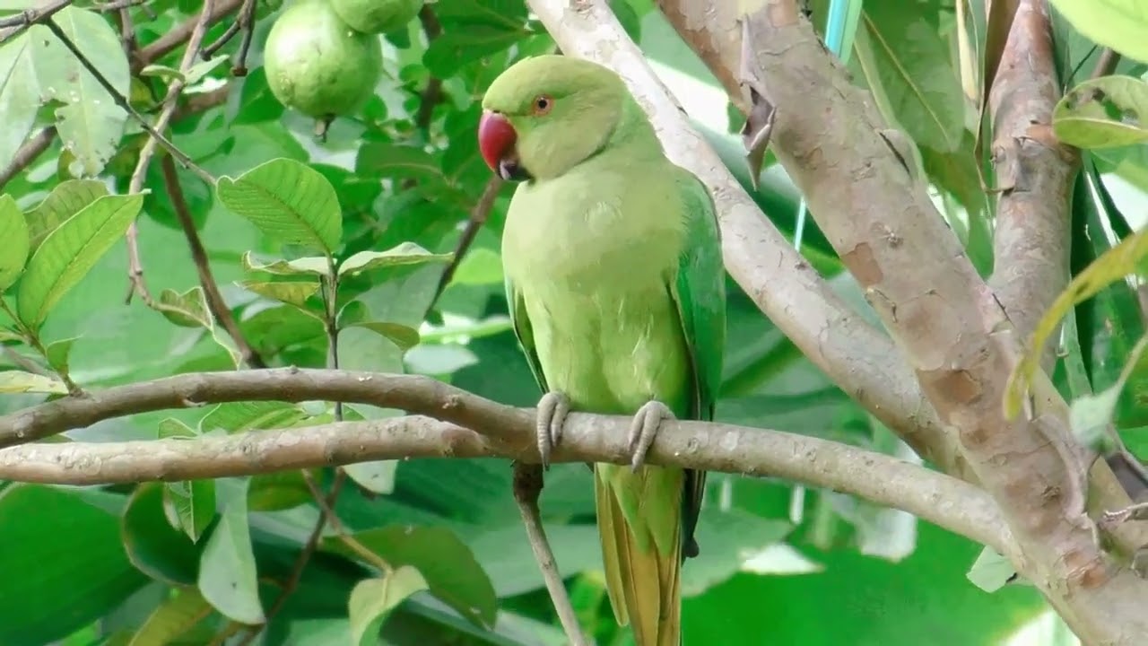 Parrot 🦜 #parrots #parrotsound #parrotshort #parroteating #shortvideo #parrot #shorts Parrot 🦜