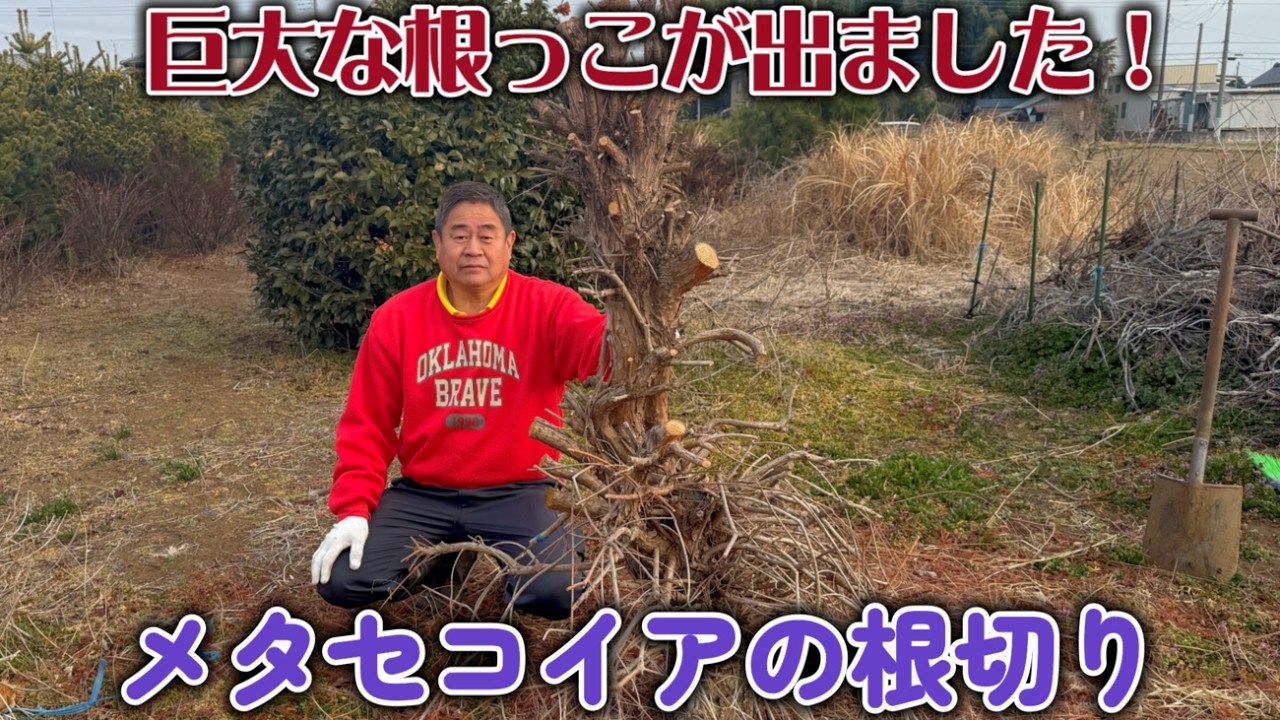 【盆栽】番外編　メタセコイアの根切り【巨大な根っこが出ました！】