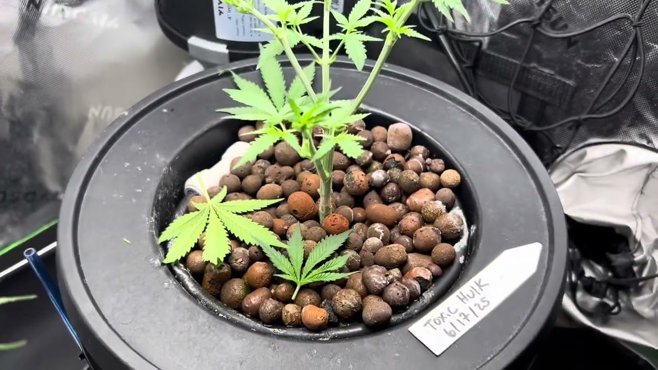 Cutting Fan Leaves (Defoliation) is GOOD AND NECESSARY for Abundance Harvesting
