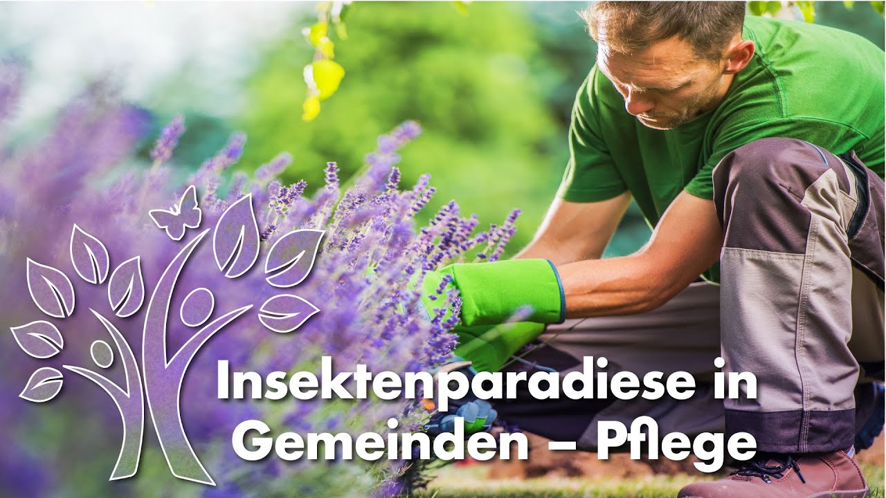 Webinar: Anlage und Pflege von Insektenlebensr&auml;umen in Gemeinden