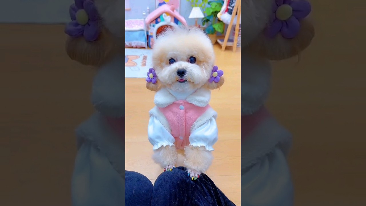 Mỗi ng&agrave;y một bộ đồ. #shortsshorts #viral #cutedog #poodle #funydog1010 #dogs #funydogs #usa #dog
