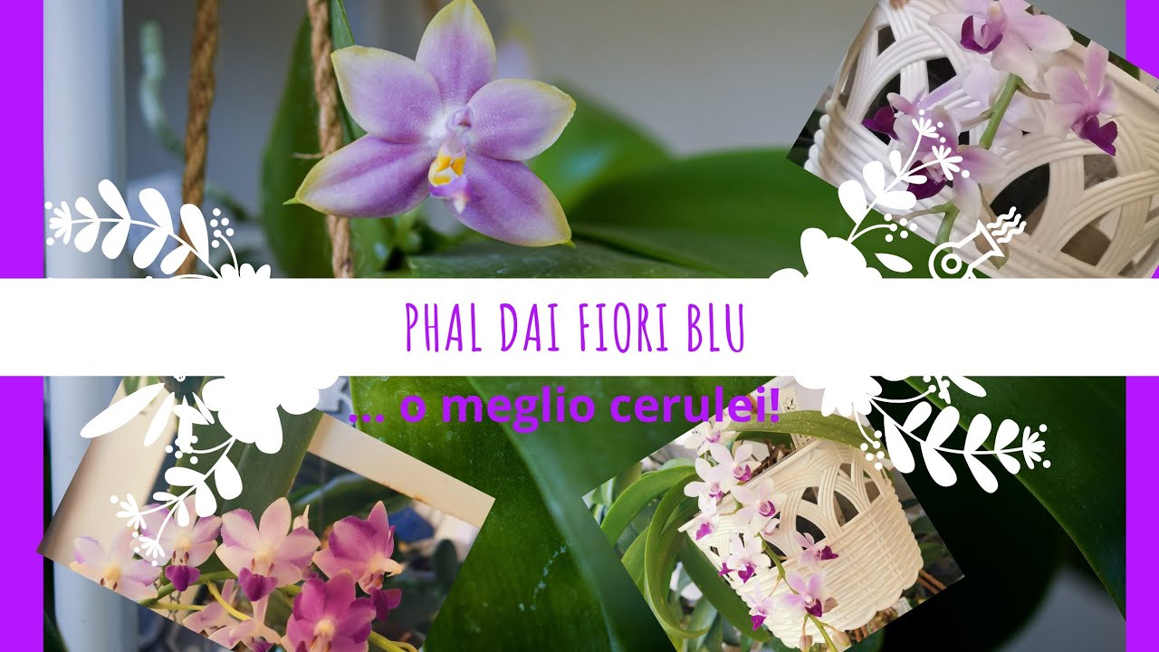 Phalaenopsis dai colori viola, blu!
