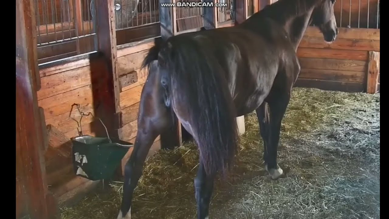 horse pee