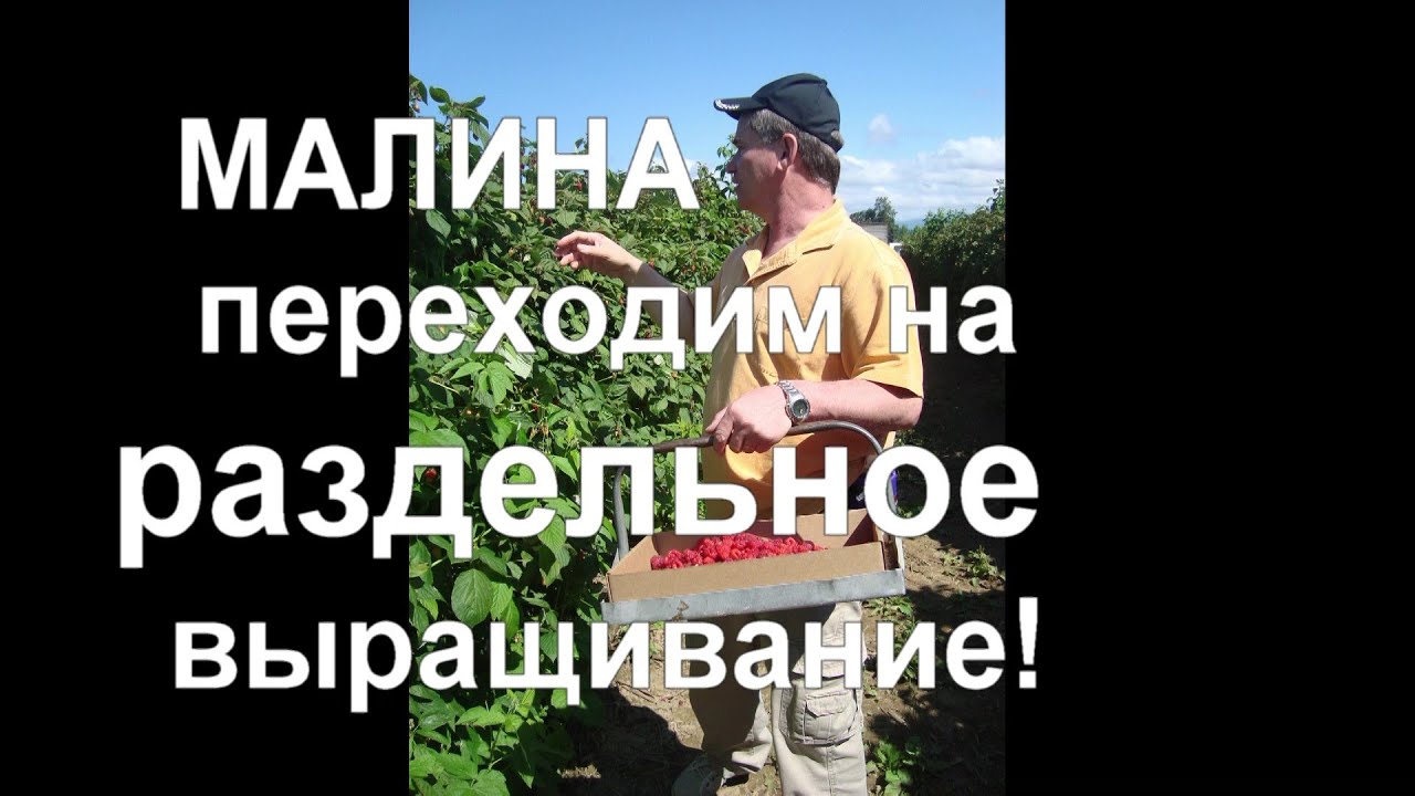 33. МАЛИНА по методу Соболева. Часть 5 - раздельное выращивание и рекордные урожаи!