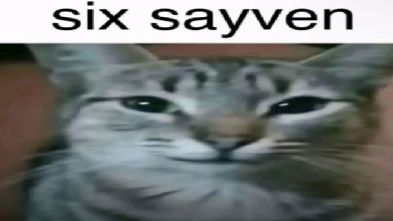 Cat and meowy go back home at 3:00 AM