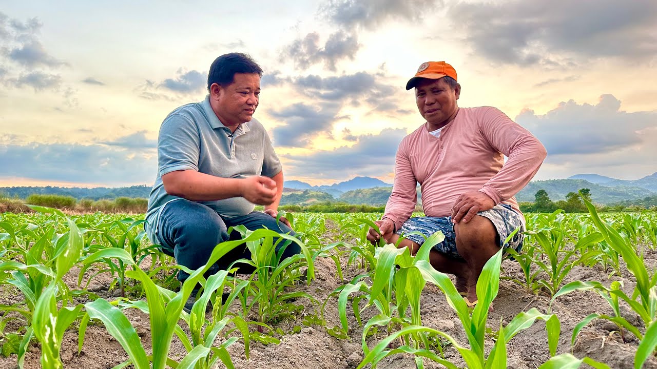 Ordinary pero Experienced Farmer naman: Practical Tips nya para sa Successful Corn Farming