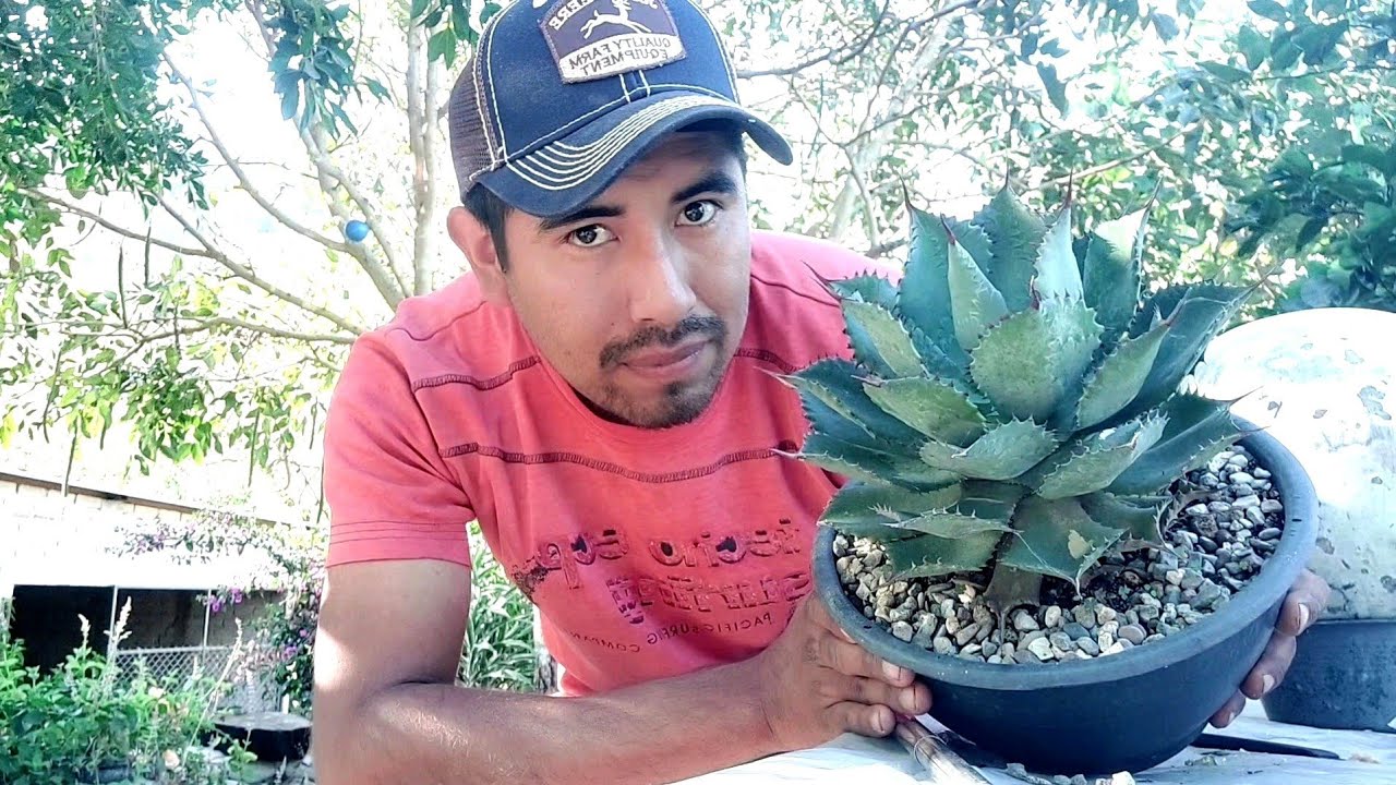 Agave Potatorum Cameron Blue, Todo sobre este peque&ntilde;o agave